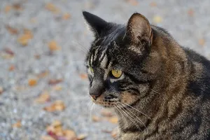 动物，猫，眼睛，猫，宠物，斑猫，胡须，家猫