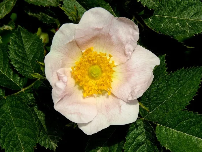 野生玫瑰，花朵，粉色，花瓣，绿色，开花植物，植物，脆弱性