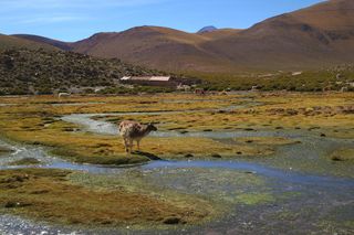 Geyser el Tatio，智利，动物，国家，农村，草地，田地，水