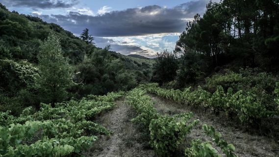 法国，fitou，葡萄酒，les camuzeilles，酿酒厂，植物，树木，生长