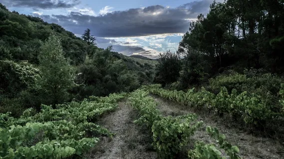 法国,fitou,葡萄酒,les camuzeilles,酿酒厂,植物,树木,生长 法国,fitou,葡萄酒,les camuzeilles,酿酒厂,植物,树木,生长