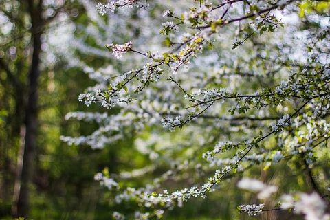 白,黑,树,微距,摄影,树,花,植物 白,黑,树,微距,摄影,树,花,植物