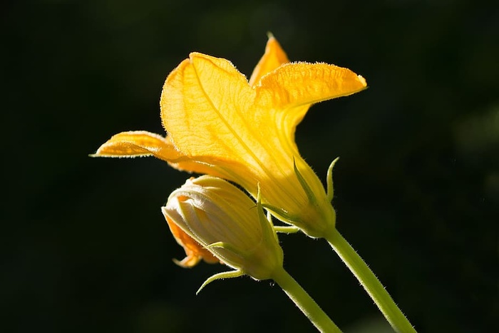 南瓜，花，开花，自然，花，黄色，特写，宏观