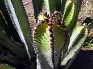 仙人掌，芽，刺，刺，仙人掌科，干旱，植物