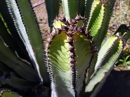 仙人掌,芽,刺,刺,仙人掌科,干旱,植物 仙人掌,芽,刺,刺,仙人掌科,干旱,植物