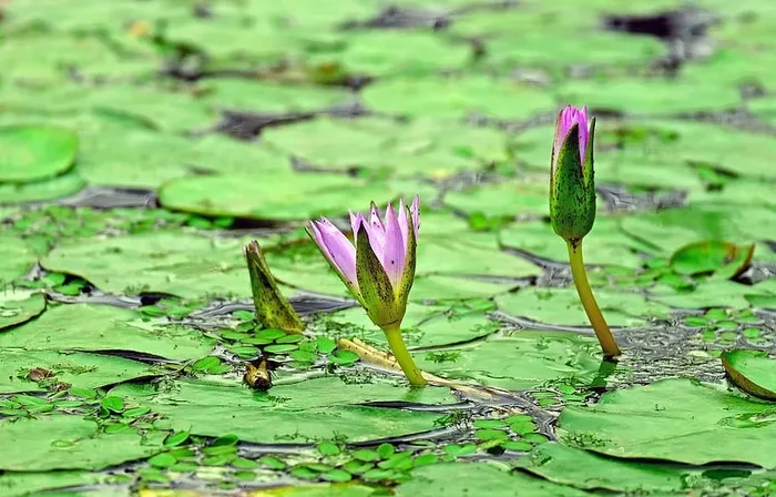 水上粉色和绿色的花