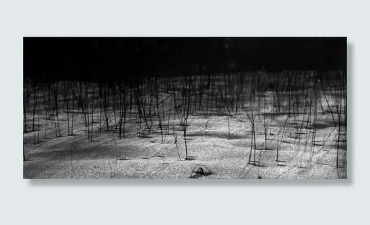 冬天，自然，雪，风景，田野，草，植物，没有人