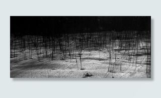 冬天，自然，雪，风景，田野，草，植物，没有人