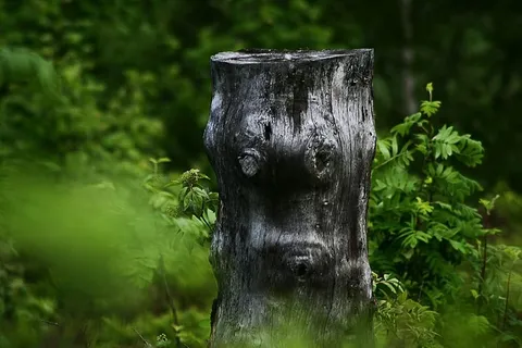 树，树桩，自然，森林，锯掉的，原木，木材，破碎的