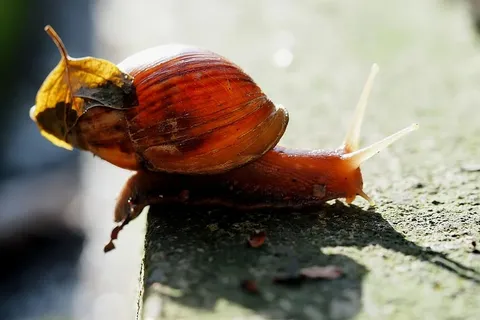 蜗牛、小型、贝壳、移动、脊椎动物、特写、无脊椎动物、动物主题 蜗牛、小型、贝壳、移动、脊椎动物、特写、无脊椎动物、动物主题
