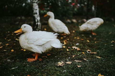 草地上的白鸭子