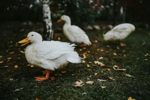 草地上的白鸭子