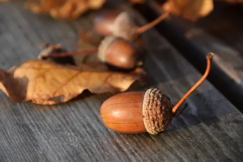 橡子,自然,秋天,乔木果实,橡树,橡树叶,橡树果实,装饰 橡子,自然,秋天,乔木果实,橡树,橡树叶,橡树果实,装饰