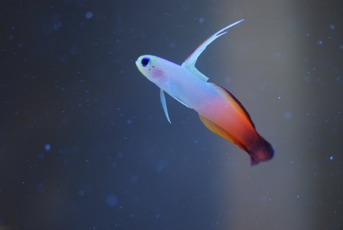 石斑鱼一种虾虎鱼，虾虎鱼，为什么，热带鱼，咸水鱼，美丽，多姿多彩，游泳