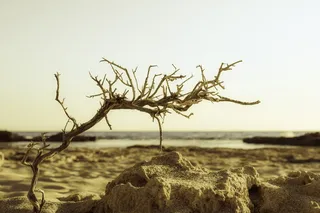 树枝、海滩、沙滩、大海、大自然、秋天、天空、树木