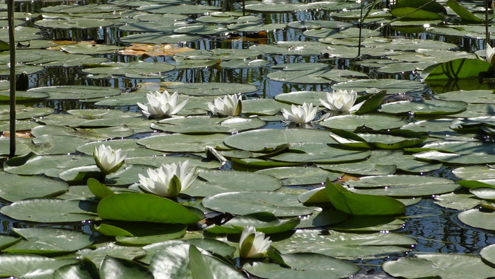 睡莲，玫瑰，池塘，睡莲池塘，水玫瑰，池塘植物，花园池塘，罗森戈斯湖