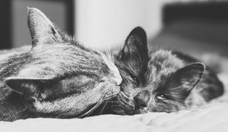 保加利亚, 索非亚, 短毛猫, 长毛猫, 肖像, 困了, 小猫, 吻