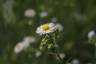 花，背景，花园，药草，桌面，植物，自然，花园