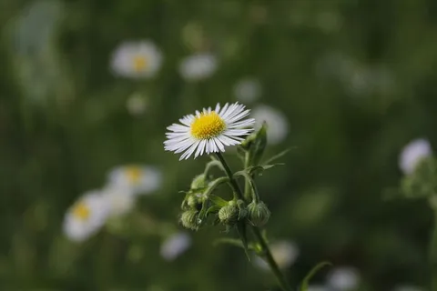 花,背景,花园,药草,桌面,植物,自然,花园 花,背景,花园,药草,桌面,植物,自然,花园