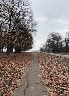 落叶 落叶