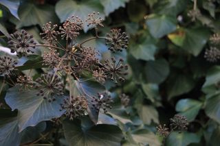 攀爬，寒冷，绿色，常春藤，雪，植物，冬天，生长