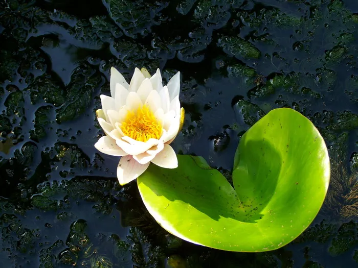 湖玫瑰，水生植物，白花，花，开花植物，睡莲，水，植物