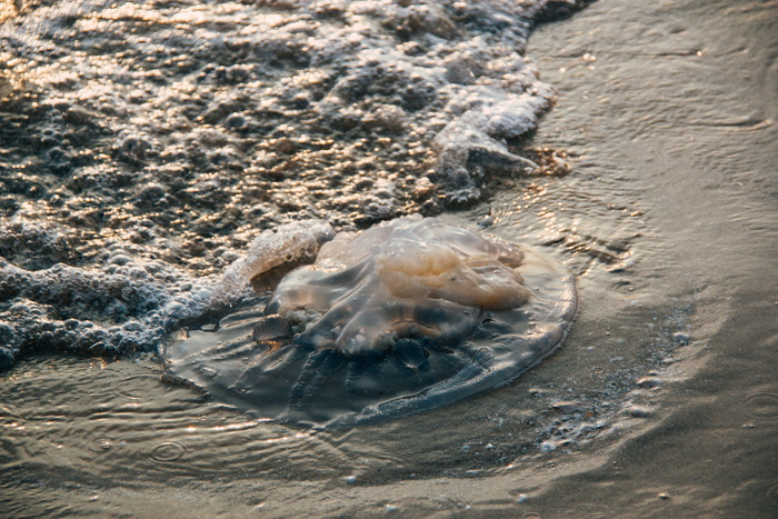 海洋、自然、海滩、沙滩、动物、海湾、泡泡、特写
