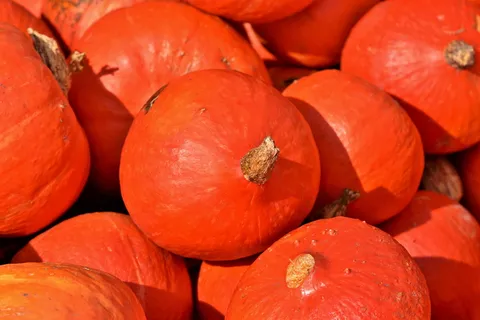 南瓜,水果,秋天,南瓜,精选,大,大,食物 南瓜,水果,秋天,南瓜,精选,大,大,食物