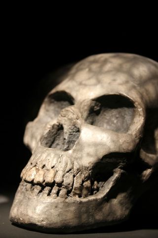 选择性，聚焦摄影，白色，头骨，艺术，陶器，艺术，艺术品