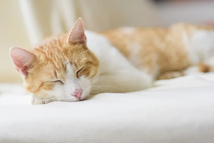 姜汁猫躺在地板上的特写镜头