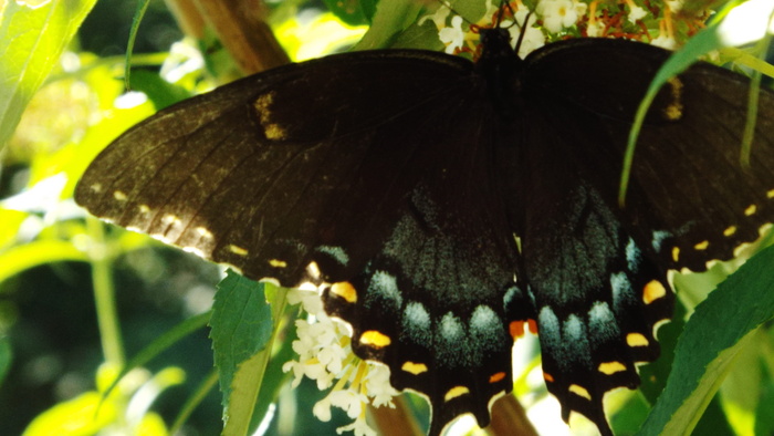 美国，北波托马克，自然摄影，昆虫，蝴蝶，黑燕尾蝶，叶子，植物部分