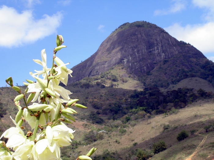 巴西, pedra bonita mg, 自然, 绿色, 美, 石, 山, 花