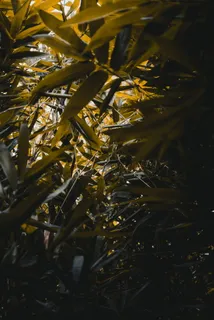 植物, 叶子, 树, 竹, 黄金, a7rii, 叶子, 植物群