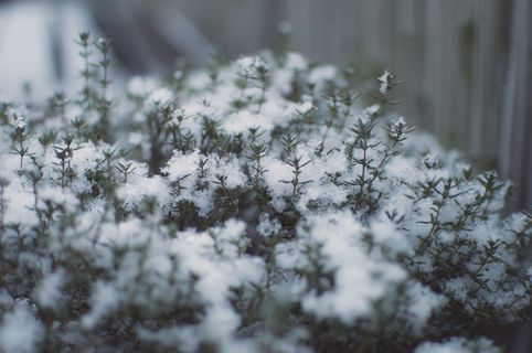 德国，柏林，冰，冷，冬天，下雪，植物，迷迭香