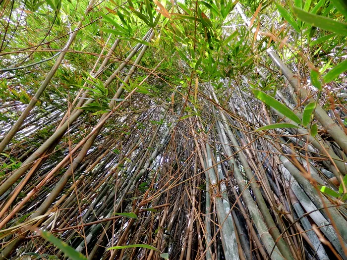 棕色竹子，竹子，竹林，竹林，自然，树，森林，叶子