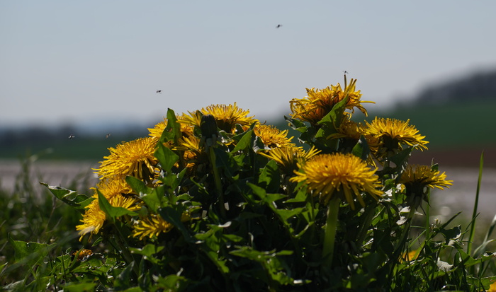 蒲公英，开花，开花，昆虫，黄色，绿色，自然，植物