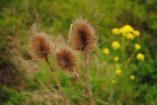 蓟，自然，植物，花，多刺，特写，加速，植物群