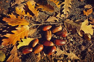 落下的橡子，坚果，落下的橡树叶，秋天，碎片，金色，叶子，植物部分