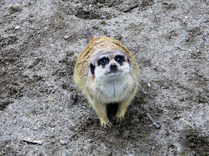 动物园，野生动物摄影，猫鼬，家养动物农场，分散磨坊，守卫，好奇，注意力，一只动物