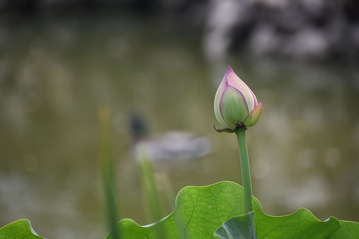莲花，鸳鸯，北京，自然，植物，花卉，睡莲，睡莲