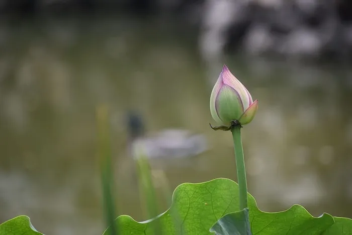 莲花，鸳鸯，北京，自然，植物，花卉，睡莲，睡莲