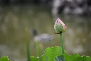 莲花，鸳鸯，北京，自然，植物，花卉，睡莲，睡莲