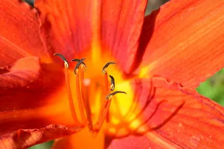 花，自然，植物，花园，开花植物，脆弱，脆弱，美丽