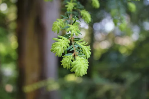 加拿大,moody港,noons creek公园,萌芽常绿,新生长,森林,植物,生长 加拿大,moody港,noons creek公园,萌芽常绿,新生长,森林,植物,生长