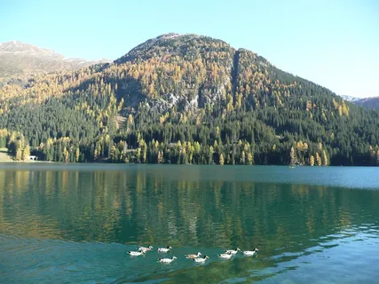 柏格西,鸭子,湖,水,自然之美,树,风景-自然,山 柏格西,鸭子,湖,水,自然之美,树,风景-自然,山