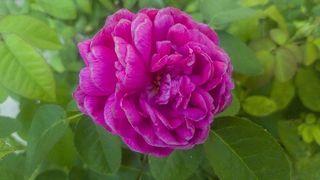 花，带在家里，园艺，带着三星galaxy s7，自然，开花植物，自然之美，植物