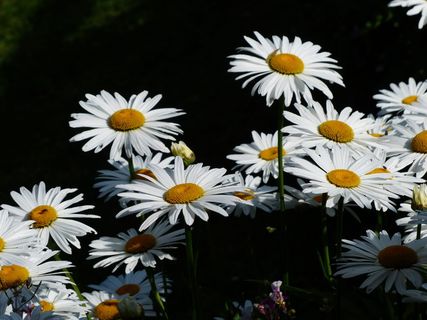 花，白色，草地，白色，草地玛格丽特，银合欢，花，开花，草地玛格丽特