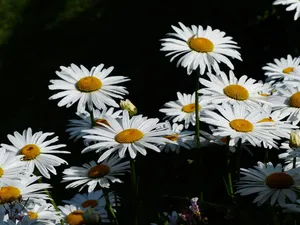 花，白色，草地，白色，草地玛格丽特，银合欢，花，开花，草地玛格丽特