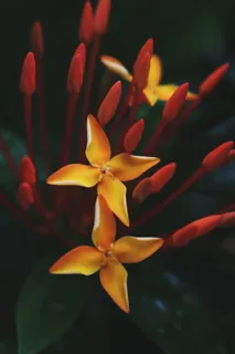 花,自然,花朵,粉色,桃,花瓣,茎,茎 花,自然,花朵,粉色,桃,花瓣,茎,茎