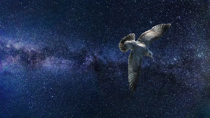 白色，鸟，星系，宇宙，空间，星星，幻想，天空